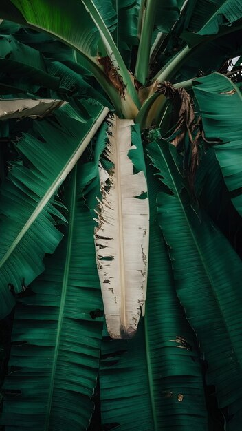 Photo dead leafs of banana plants