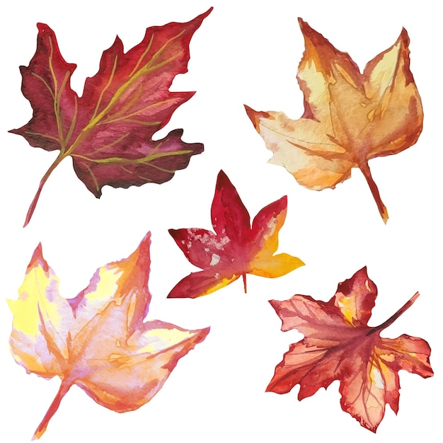 Dead maple leaves autumn dried leaves herbarium illustration