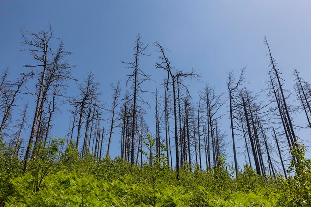 Dead old dry trees isolated on blue sky background