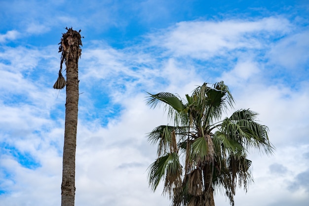 Dead palm tree against Blue sky with white clouds