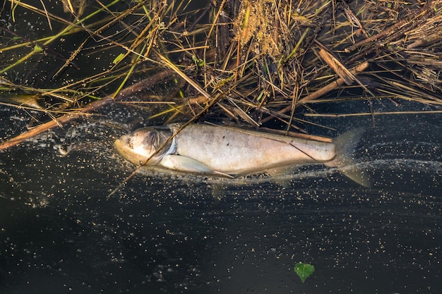 Dead rotten fish on shore of polluted lake ecological disaster and pestilence of silver carp