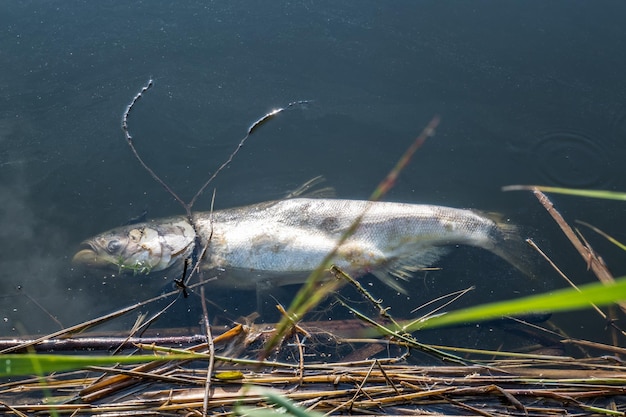 Dead rotten fish on shore of polluted lake ecological disaster and pestilence of silver carp