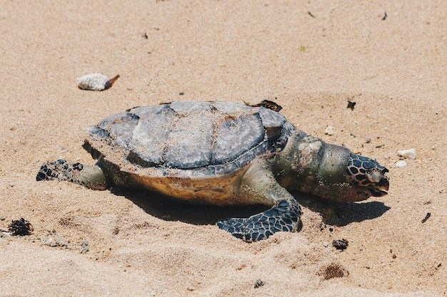 Dead sea turtle body on sand beach