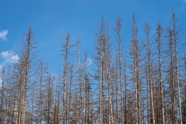 Dead spruces following bark beetle infestation The consequence of global warming