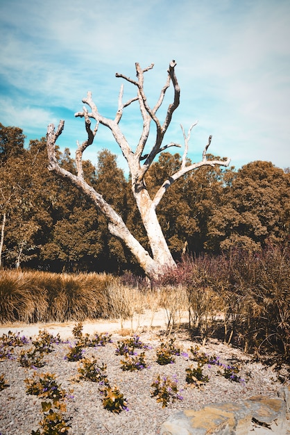 A dead tree in the bush.