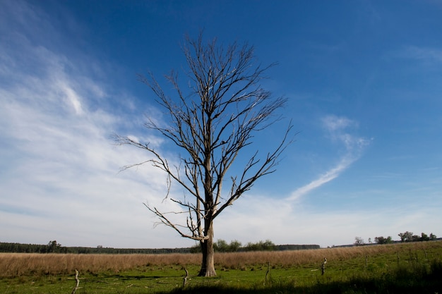 dead tree in the field landscape