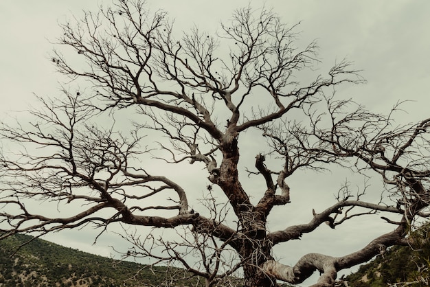 Photo dead tree in the forest