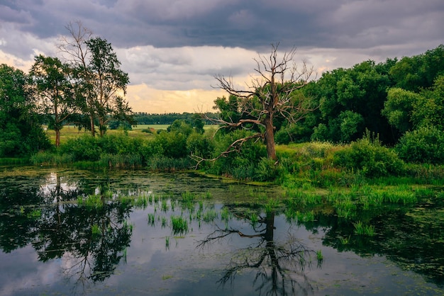 Dead Tree on Pond Shore with Reflection on Water