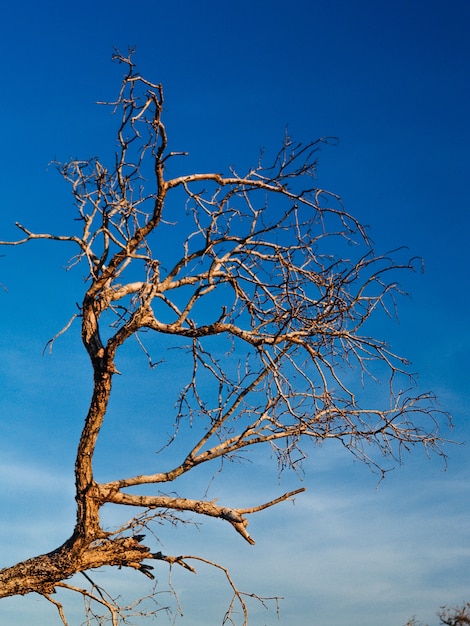 Dead tree , silhouette tree  background