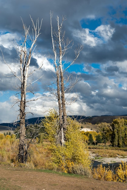 Dead trees by the Gros Ventre River