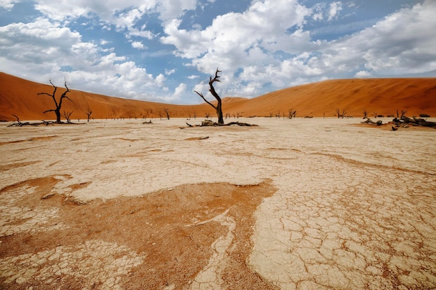 Dead trees in Sossusvlei, Deadvlei