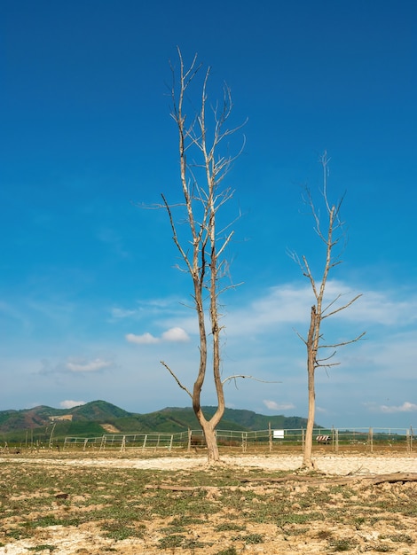 Dead trees and stumps  with blue sky in background