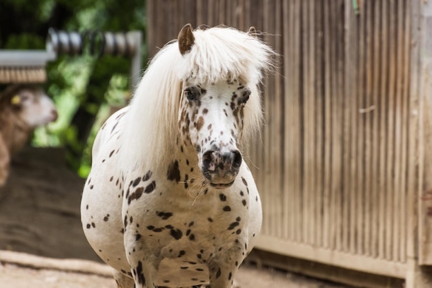 Dear white horse with black dots