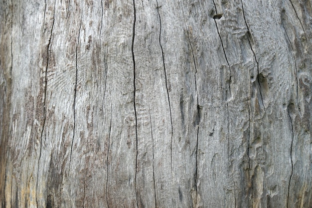 Decayed wood background patterned from cracking