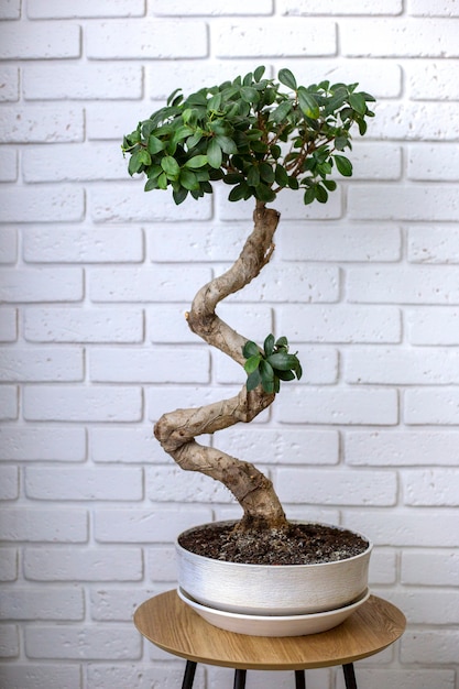 Photo deciduous bonsai tree in pot on a table near a white brick wall