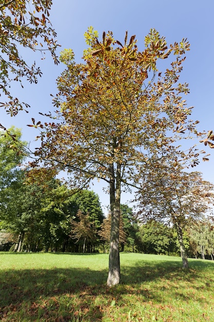 Deciduous forest during leaf fall in autumn and on chestnut trees