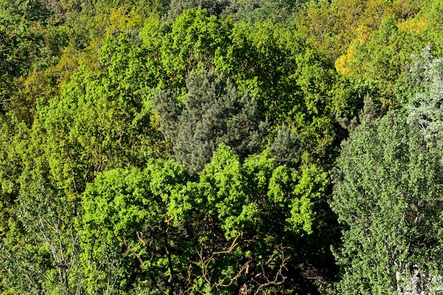 Deciduous forest with mixed trees and growing pines and spruces with bright bright foliage in the springtime