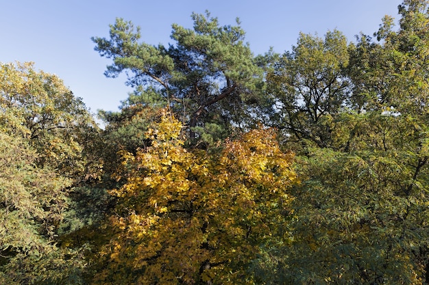 Deciduous forest