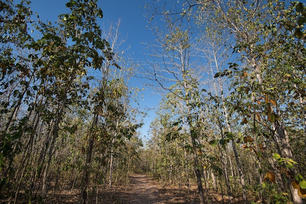 Deciduous forest