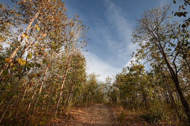 Deciduous forest