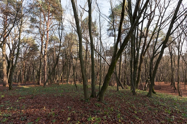 Deciduous oak trees in the forest or in the Park in autumn leaf fall, oak with changing leaf close-up, beautiful nature with oak tree