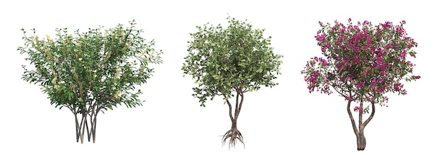 deciduous tree, isolated on white background, 3D illustration, cg render