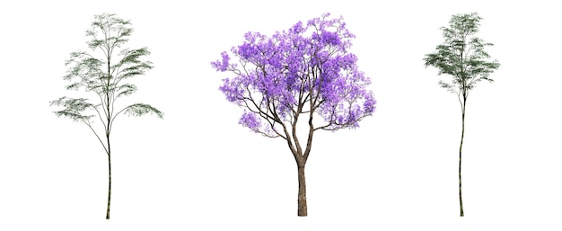 deciduous tree, isolated on white background, 3D illustration, cg render