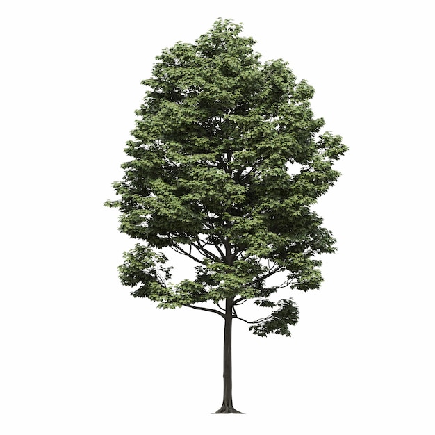 deciduous tree, isolated on white background, 3D illustration, cg render