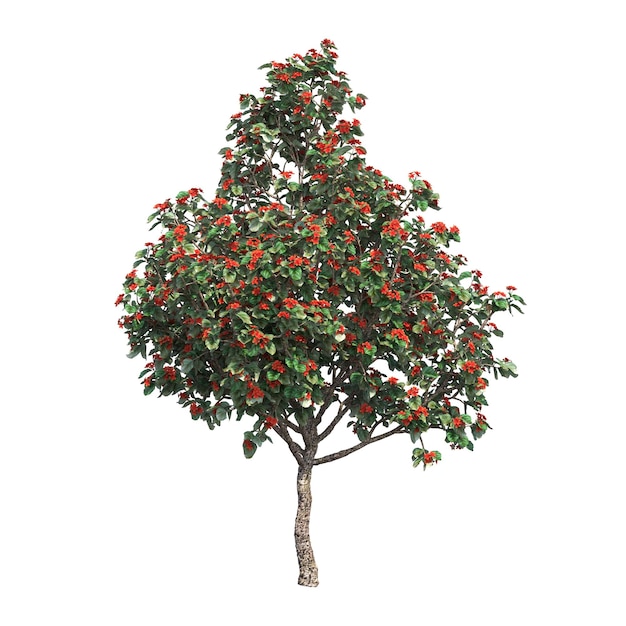 deciduous tree, isolated on white background, 3D illustration, cg render