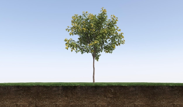 Deciduous tree and soil cut under it, 3d render