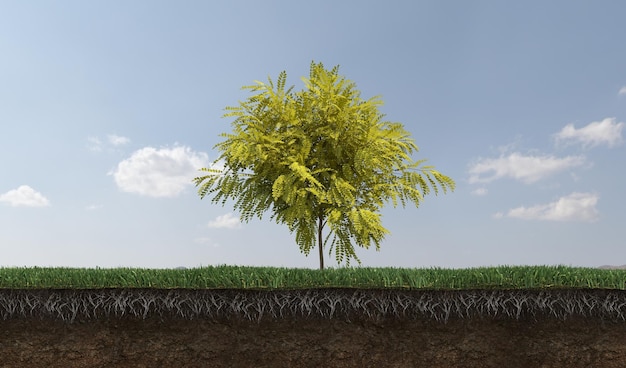 Deciduous tree and soil cut under it, 3d render