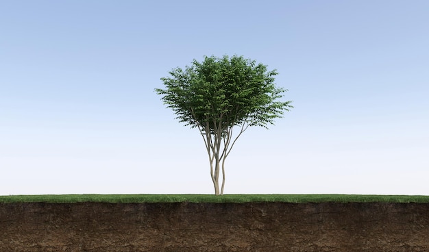 Deciduous tree and soil cut under it. Isolated garden element, 3D illustration, cg render