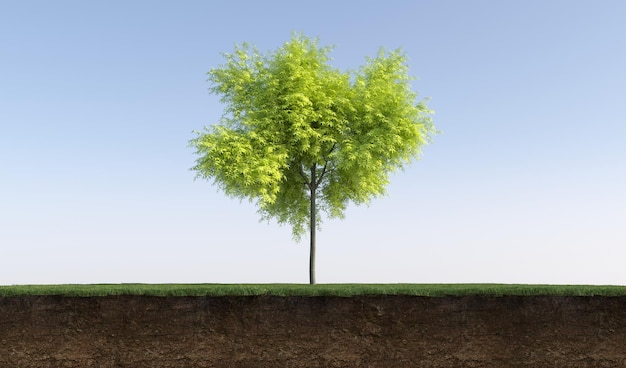 Deciduous tree and soil cut under it. Isolated garden element, 3D illustration, cg render