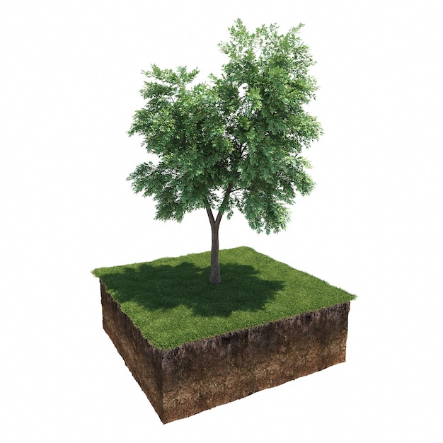 Deciduous tree and soil cut under it. Isolated garden element, 3D illustration, cg render