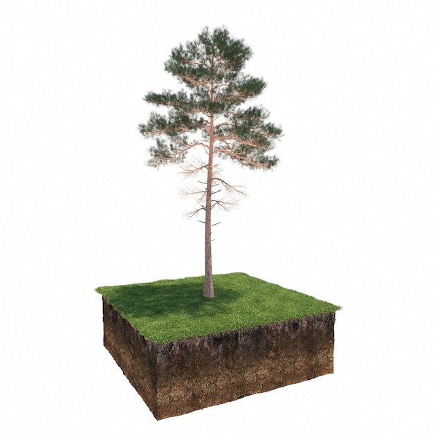 Deciduous tree and soil cut under it. Isolated garden element, 3D illustration, cg render