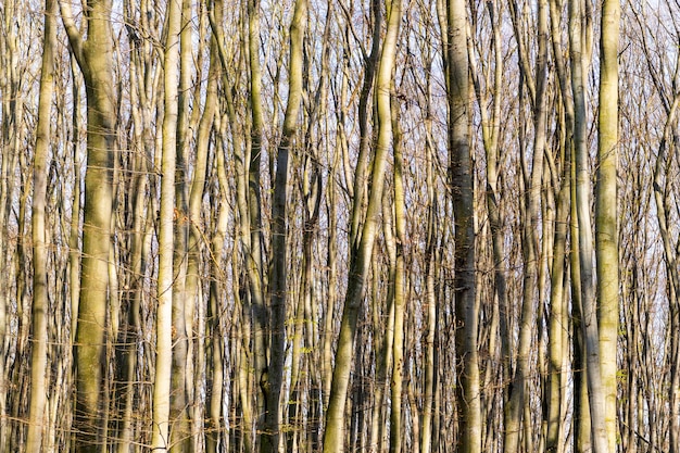 Deciduous tree trunks stand bare in thick forest on sunny natural landscape nature