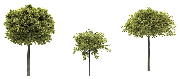 Deciduous tree on a white background Isolated garden element 3D illustration cg render