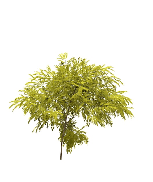 Deciduous tree on a white background Isolated garden element 3D illustration cg render