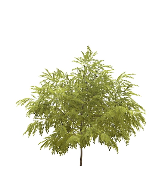 Deciduous tree on a white background Isolated garden element 3D illustration cg render