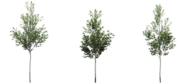 Deciduous tree on a white background Isolated garden element 3D illustration cg render