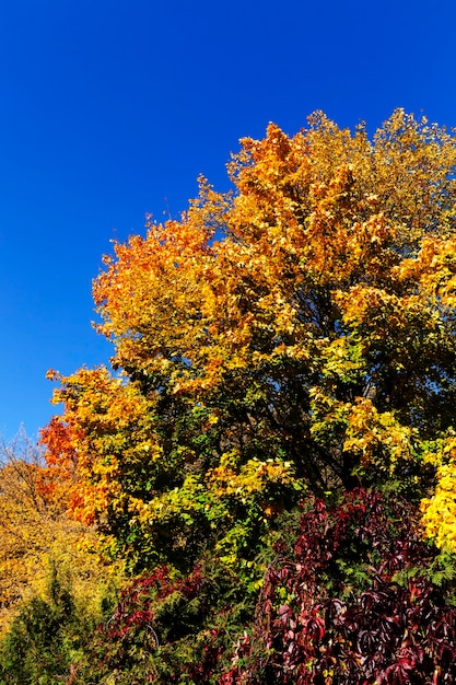 deciduous trees in the autumn season during the fall of the leaves