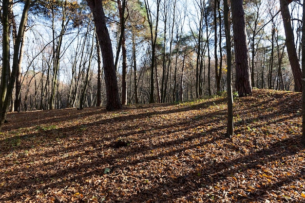 Deciduous trees in the autumn season during leaf fall, mixed forest with different trees during leaf fall in nature