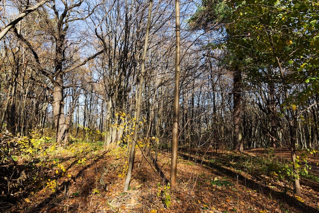 Deciduous trees in the autumn season during leaf fall