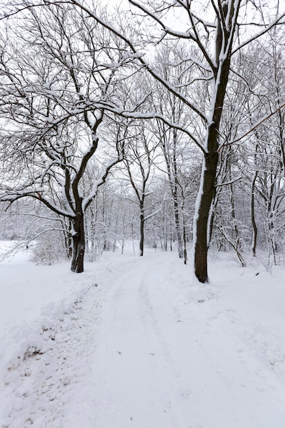 Deciduous trees covered with snow in winter