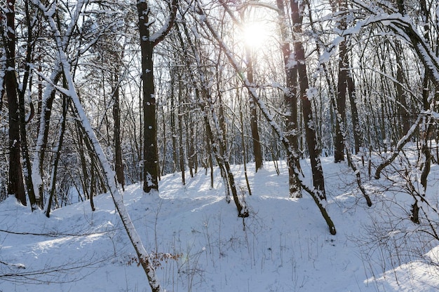 Deciduous trees covered with snow in winter