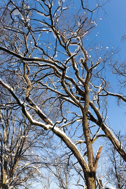 Deciduous trees covered with snow in winter