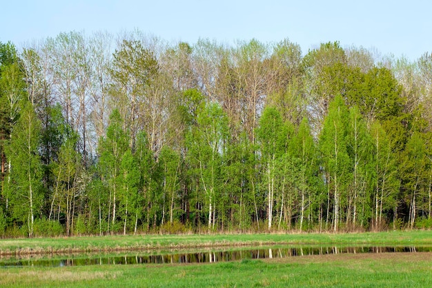 Deciduous trees growing in the park in the summer