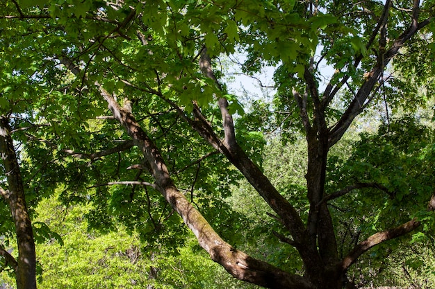 Deciduous trees growing in the park in the summer