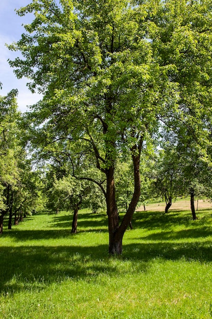 Deciduous trees growing in the park in the summer