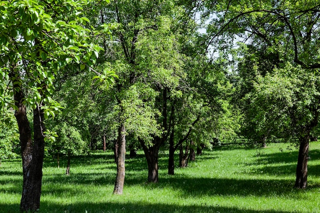 Deciduous trees growing in the park in the summer